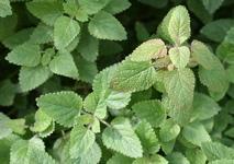 A touch of mint: Adding flavor with mint leaves